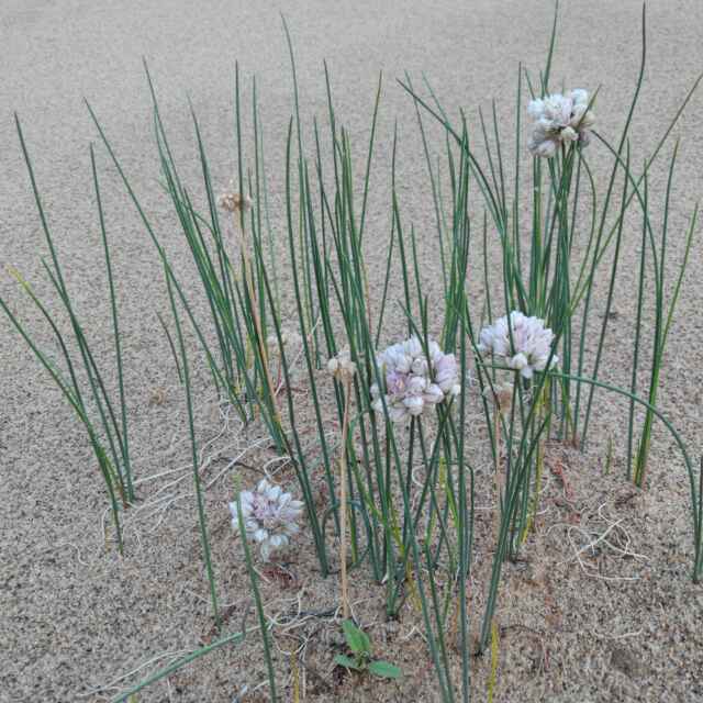 小豹哥6头像