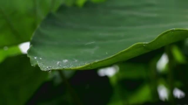 [图]自然的声音（雨打芭蕉）