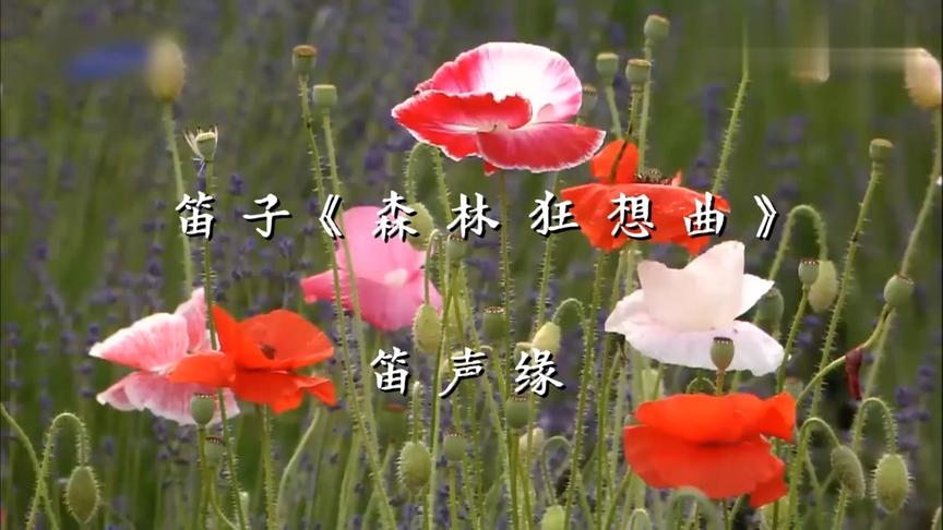 [图]笛声缘：笛子《森林狂想曲》