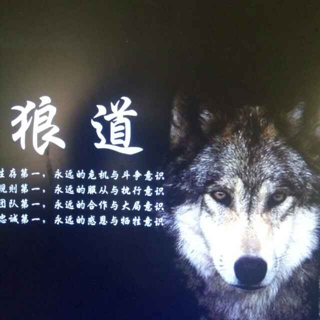 西北狼1440563头像