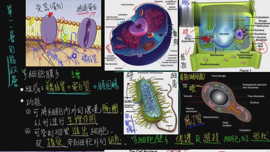 [图]单层膜状胞器：内质网、高基氏体、液泡（生物1-2观念17)