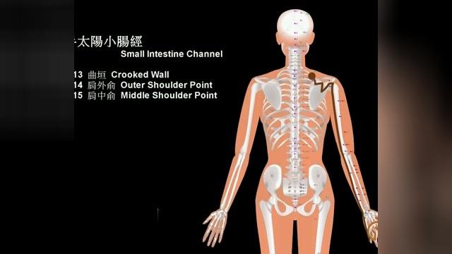 [图]十二经脉-十二经脉循环方式及各穴位介绍，直观易学，值得收藏