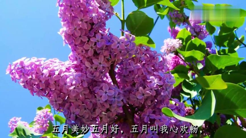 [图]玛丽诺之歌（苏联电影《蜻蜓之歌》插曲）