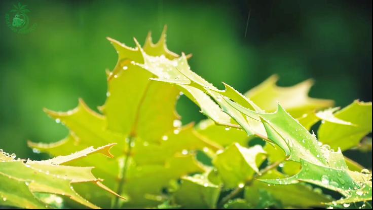 [图]雨落在秋天的枫叶上发出嗒嗒的声音，与大自然零距离接触，助睡眠