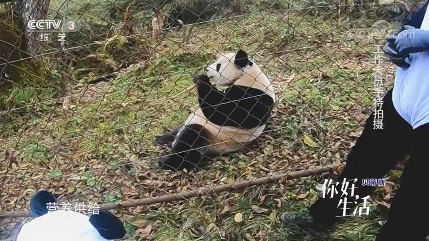 [图]你好生活：野外放归熊猫妈妈终现身，四人组热泪盈眶直呼太幸运了