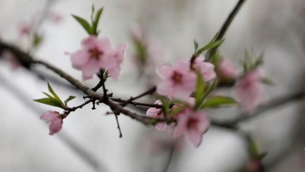 [图]早春花枝俏，西湖桃花朵朵开