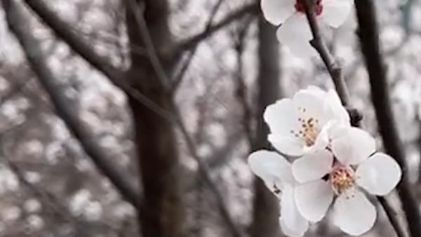 [图]花海遇上长城！航拍春日山花绽放