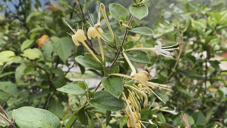 [图]上火了，自制金银花露，甜甜的很好喝！金银花干想要黄黄就这么做