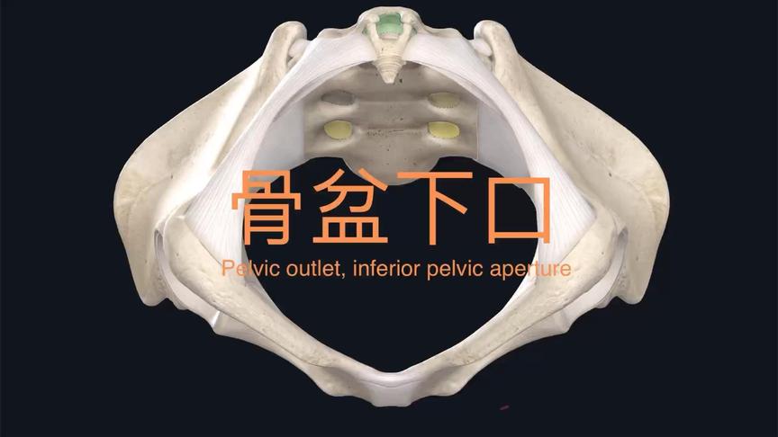 [图]骨盆下口 pelvic outlet, inferior pelvic aperture