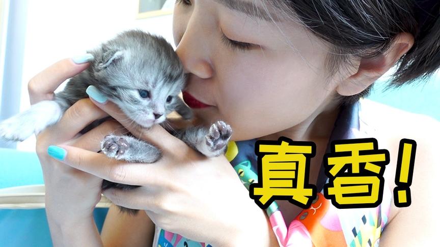 [图]吸猫就吸14天大的小奶猫，女主人一次性吸了五只，达到人生巅峰！