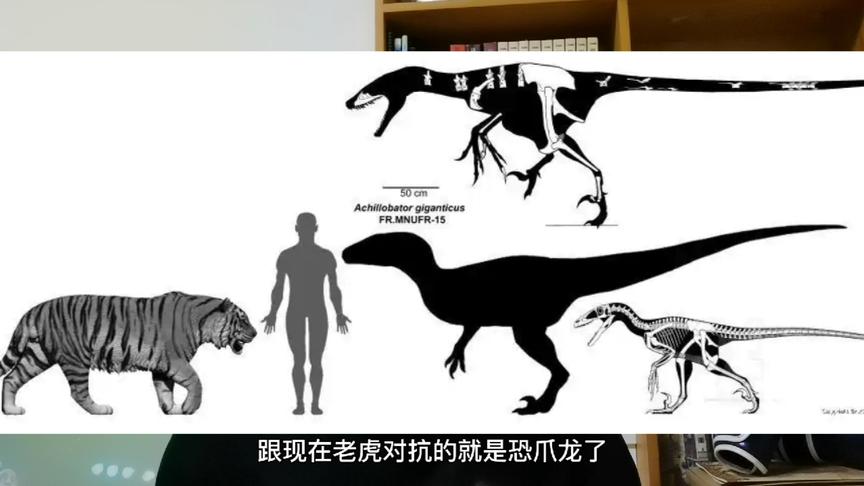 [图]驰龙 VS 老虎，同体重下 正面对决谁更强