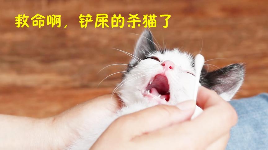 [图]小奶猫洗脸不听话，主人竟残忍虐猫，画面惨不忍睹