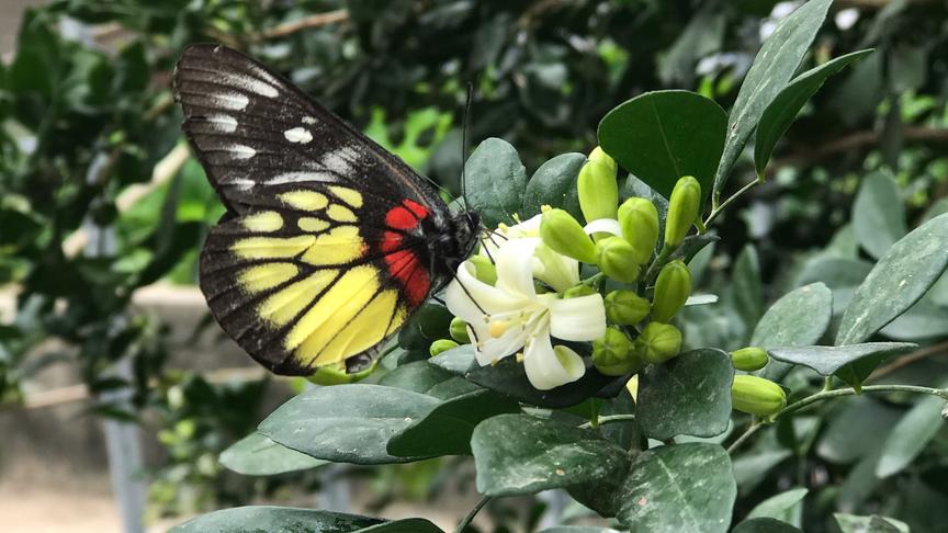 [图]小熊拔牙记