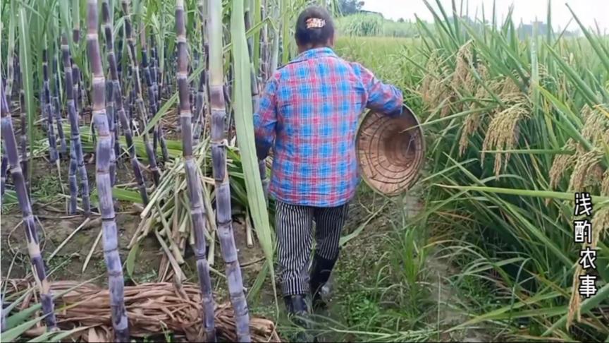 [图]田间劳作到忘记了时间，汗水总会换来收获