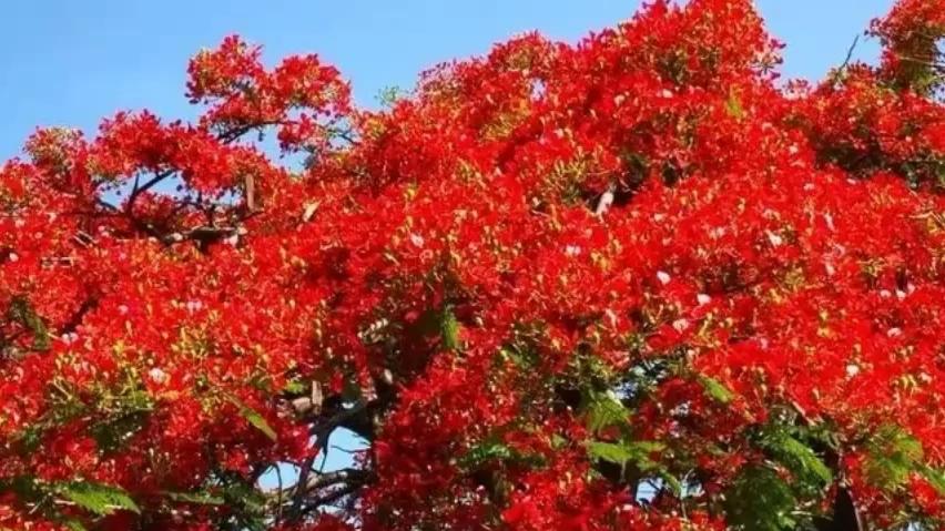 [图]凤凰花开的季节