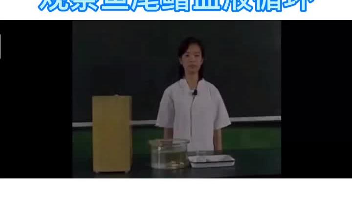 [图]##宁波中考 实验十：观察鱼尾鳍血液循环#初中生