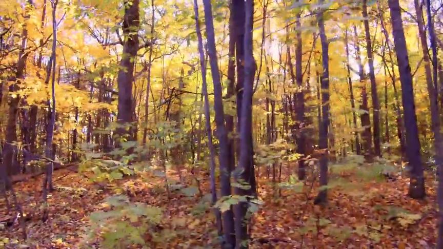 [图]唯美恬静的落叶秋景/两个小时的休闲时光--Autumn leaves