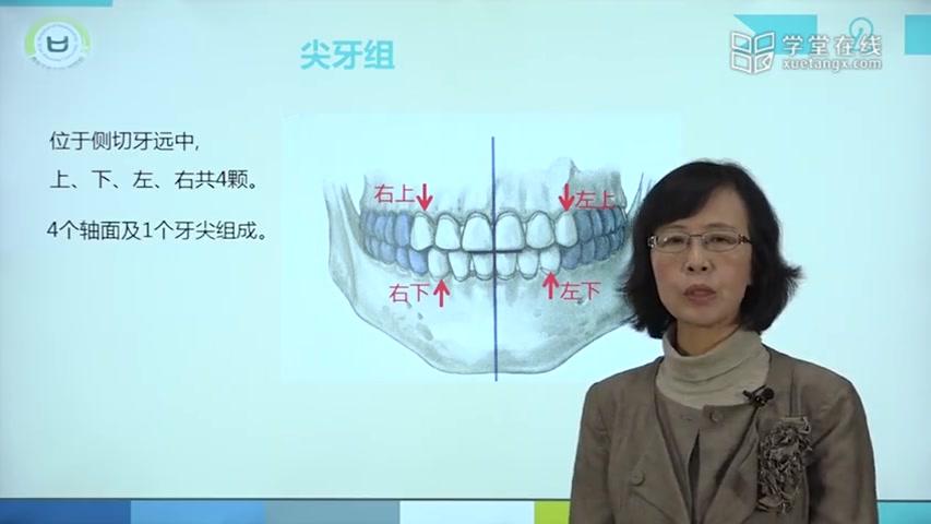 [图]【口腔解剖】第二章 牙体解剖生理-尖牙