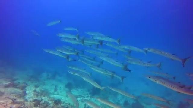 [图]潜水看美丽的海底世界