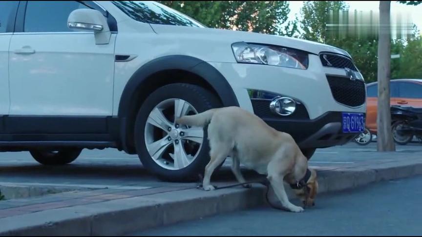 [图]警犬与警花：警犬樱桃追踪嫌疑人，勇斗恶狗救了一个弃婴，好样的