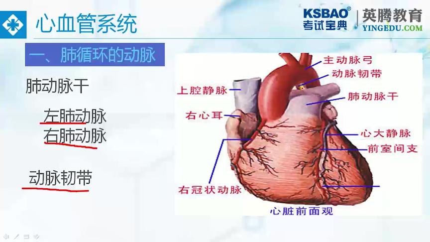 [图]第1章：人体解剖学与生理学-第5节脉管系统-动脉