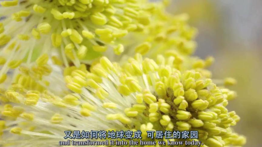 [图]BBC高清记录片：《植物之歌》第一集.BD.720p.中英双字幕