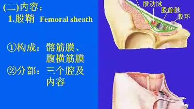 [图]中山大学人体解剖学第四集（下肢局部解剖学）