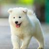山谷里的野人头像