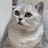 猴拳追剧头像
