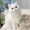 王清爱养猫头像