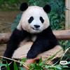福宝宝9头像