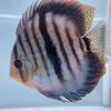 焕彩七彩鱼水族渔场头像