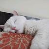 猫plus头像
