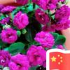 火红的太阳_2455头像