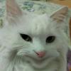 小猫会头像
