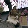 《看世界》头像