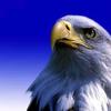 沙漠雄鹰头像