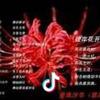 彼岸花&空巢姥爷头像