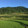 绿水青山头像
