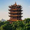 香樟树头像
