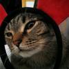 猫姥姥头像