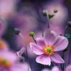 一生平安🌸头像