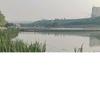 儒子牛头像