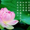 耿哥头像