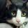我来看黑猫头像