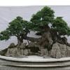 冰山上的来客头像
