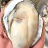 湛江生蚝养殖户头像