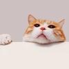躲猫猫社团团长头像