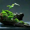 植悟头像