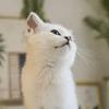 花花与三猫CatLive头像